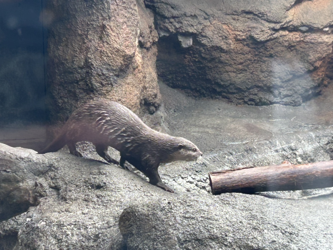 画像のタイトル