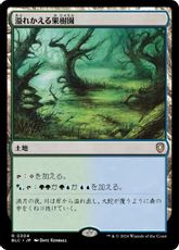 (304)《溢れかえる果樹園/Flooded Grove》[BLC] 土地R