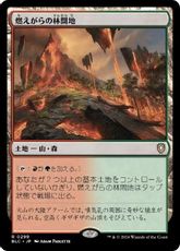 (299)《燃えがらの林間地/Cinder Glade》[BLC] 土地R